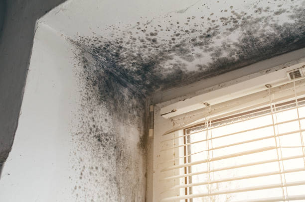 Affordable Mold Cleanup solutions in Smithfield, VA